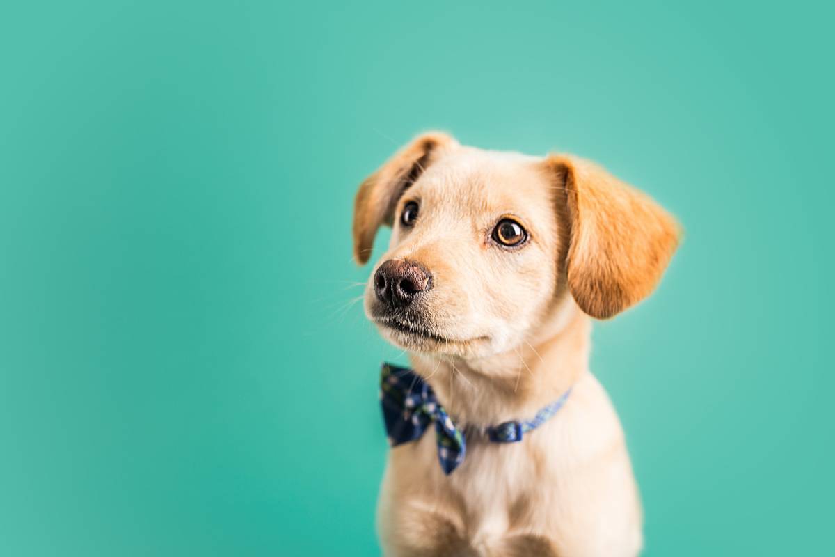 benefici di vivere con un cane