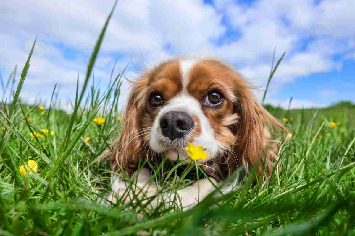 benefici di vivere con un cane