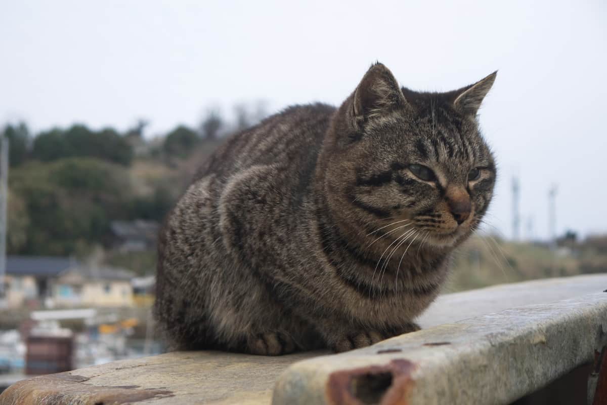 benefici gatto