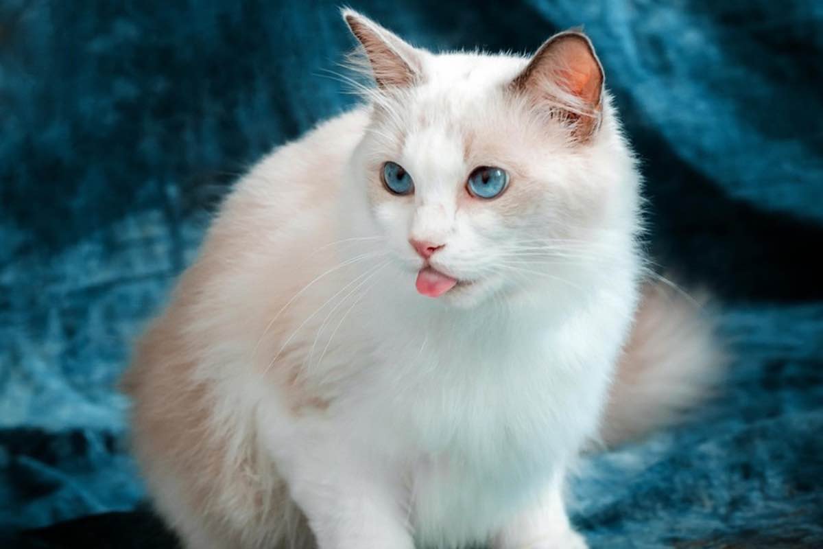 abbracciare un gatto