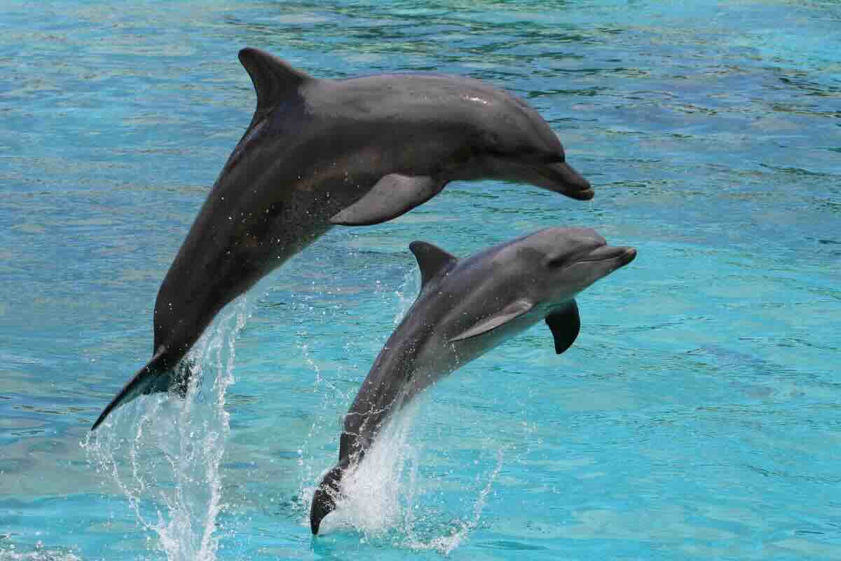 delfini che saltano