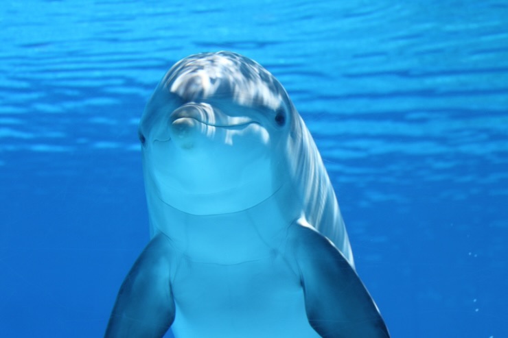 delfino