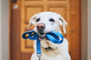 Cane con il guinzaglio in bocca