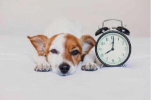 Cane con orologio