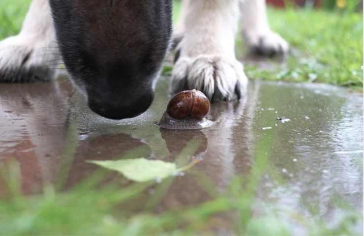 cane con lumaca vicino 