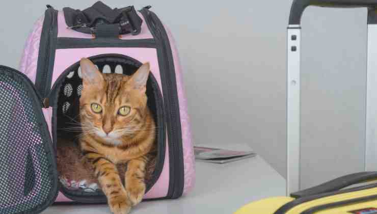Gatto dentro trasportino rosa