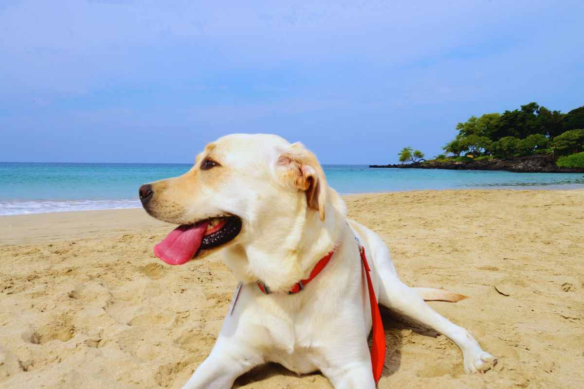 Cane sdraiato sulla spiaggia