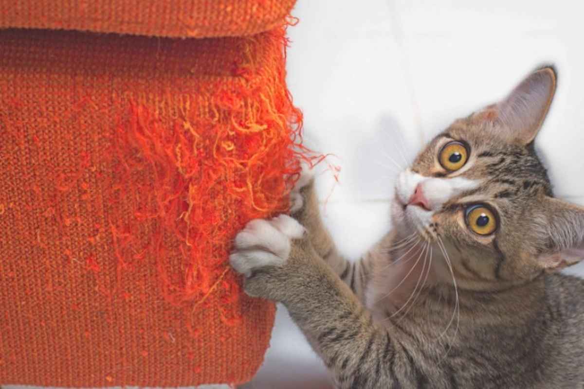 gatto graffia il divano