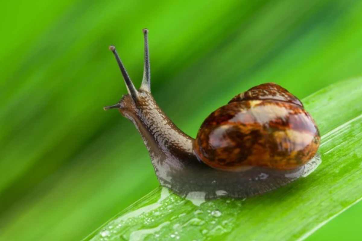 lumaca su foglia 