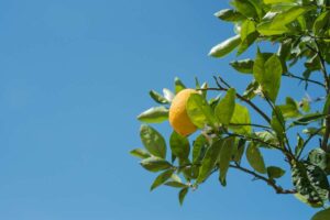 pianta di limone
