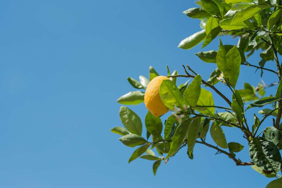 pianta di limone