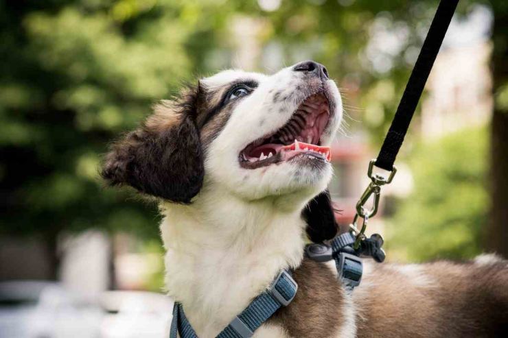 Cane al guinzaglio