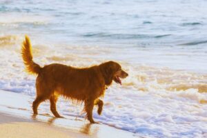 Cane che tasta l'acqua del mare