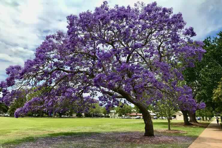 albero viola jacaranda 