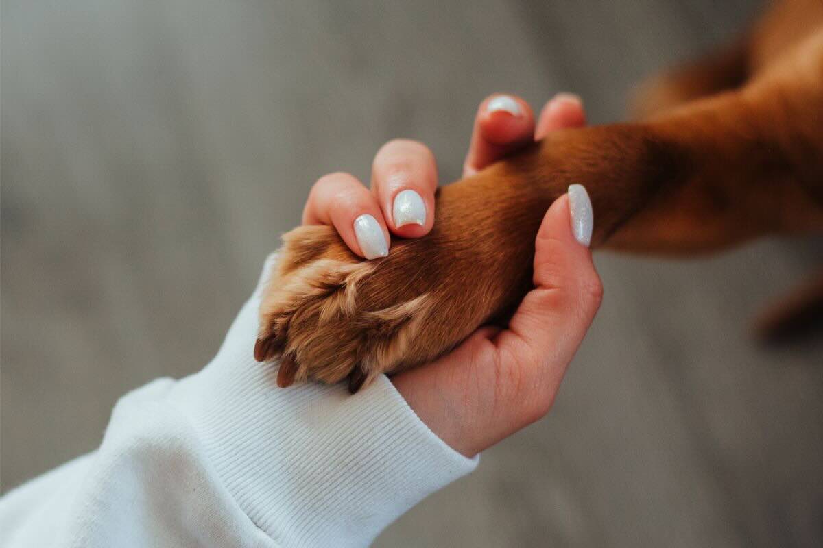 Dare la mano alla zampa del cane