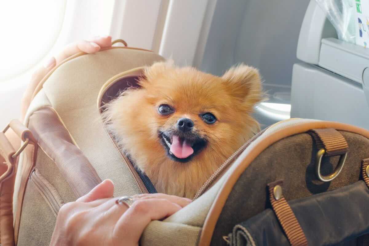 Cane nel trasportino