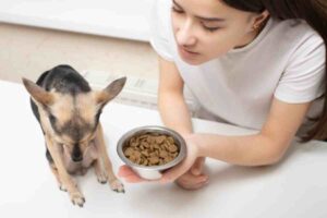 cane rifiuta di mangiare