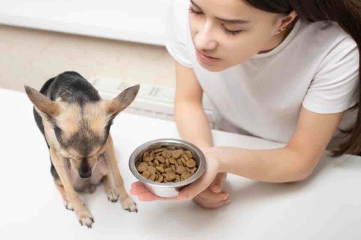 cane rifiuta di mangiare 