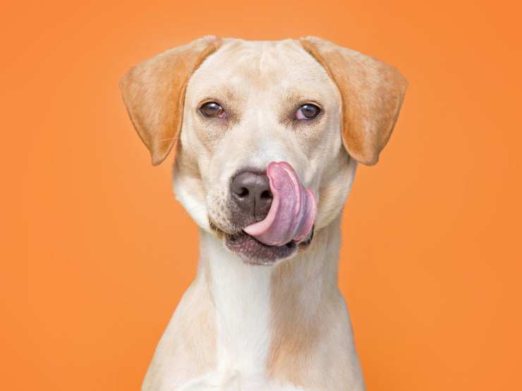 Cane che fa la linguaccia