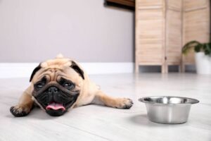 Cane sofferente sul pavimento, ciotola vicino a lui
