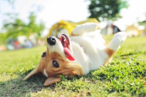 Cane sdraiato a terra con zampe in alto