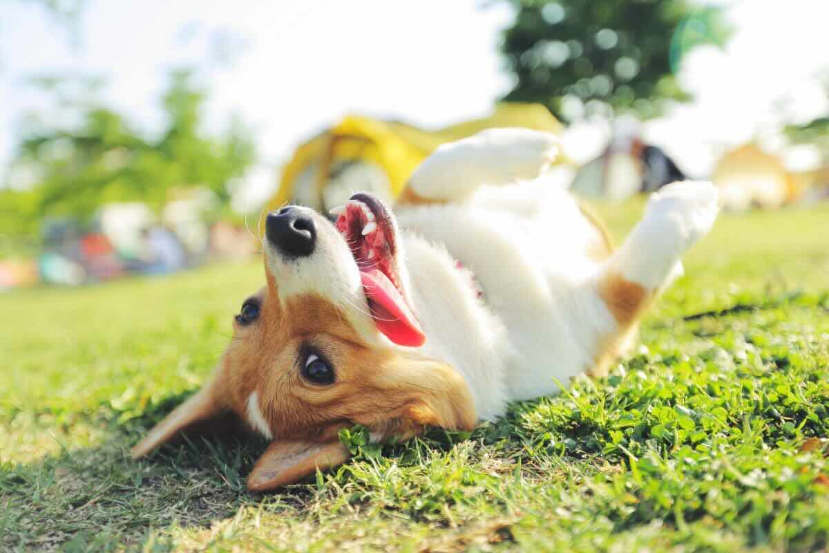 Cane sdraiato a terra con zampe in alto