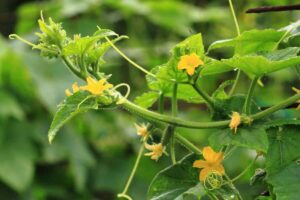 pianta verde con foglie gialle