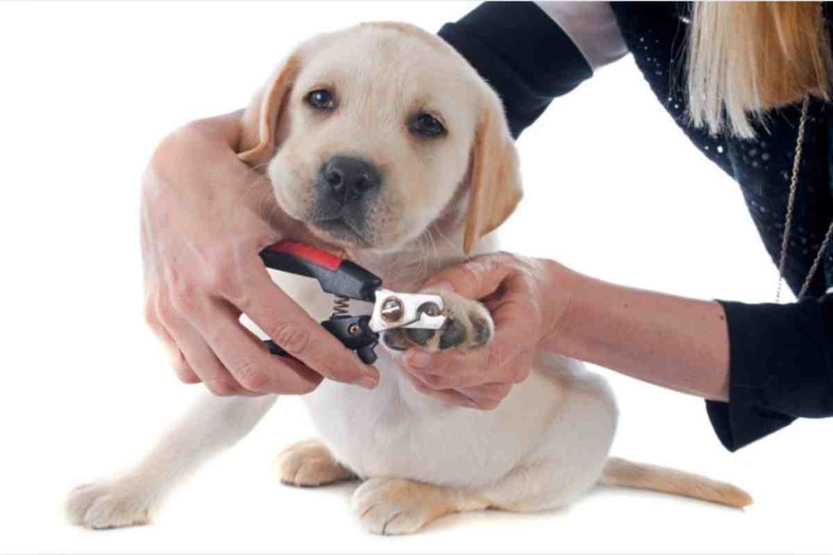 cane che si fa tagliare le unghie