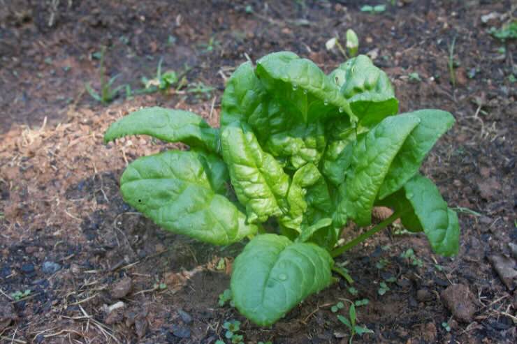 pianta di spinaci