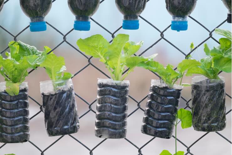 piantine e bottiglie di acqua capovolte