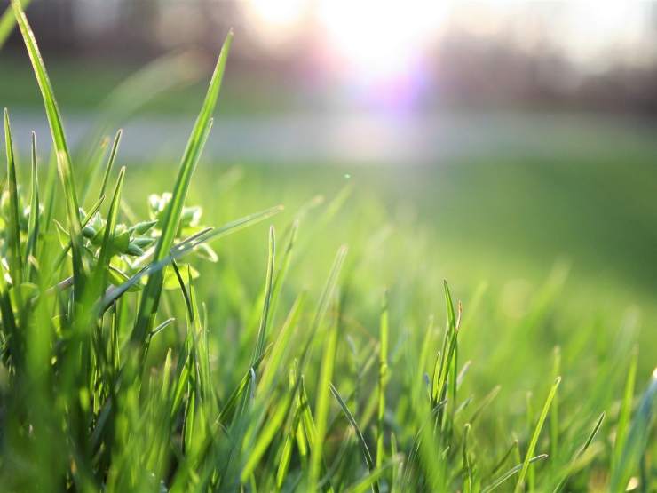 Prato con il sole