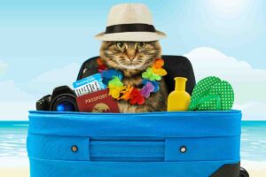 Gatto su valigia