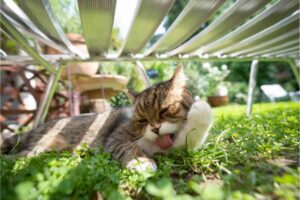 gatto sotto sdraio