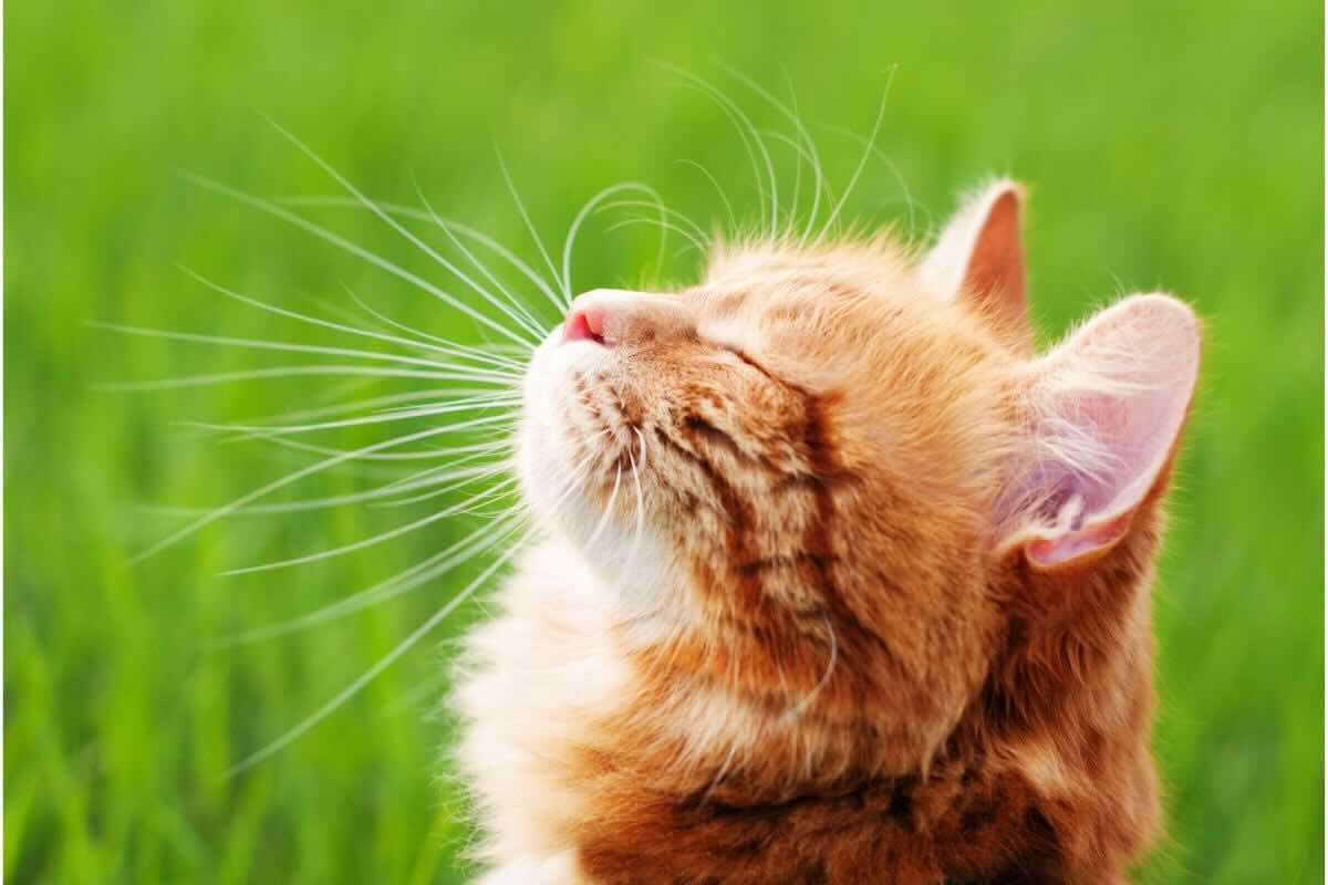 gatto nel prato