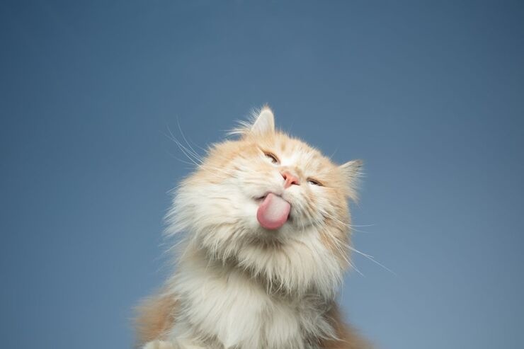 Gatto con sfondo blu