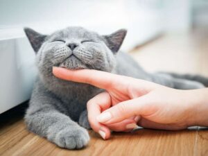 Mano che accarezza gatto grigio