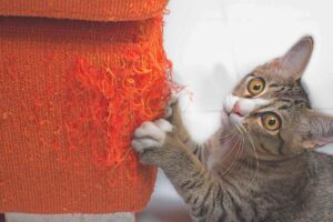 Gatto graffia divano arancione