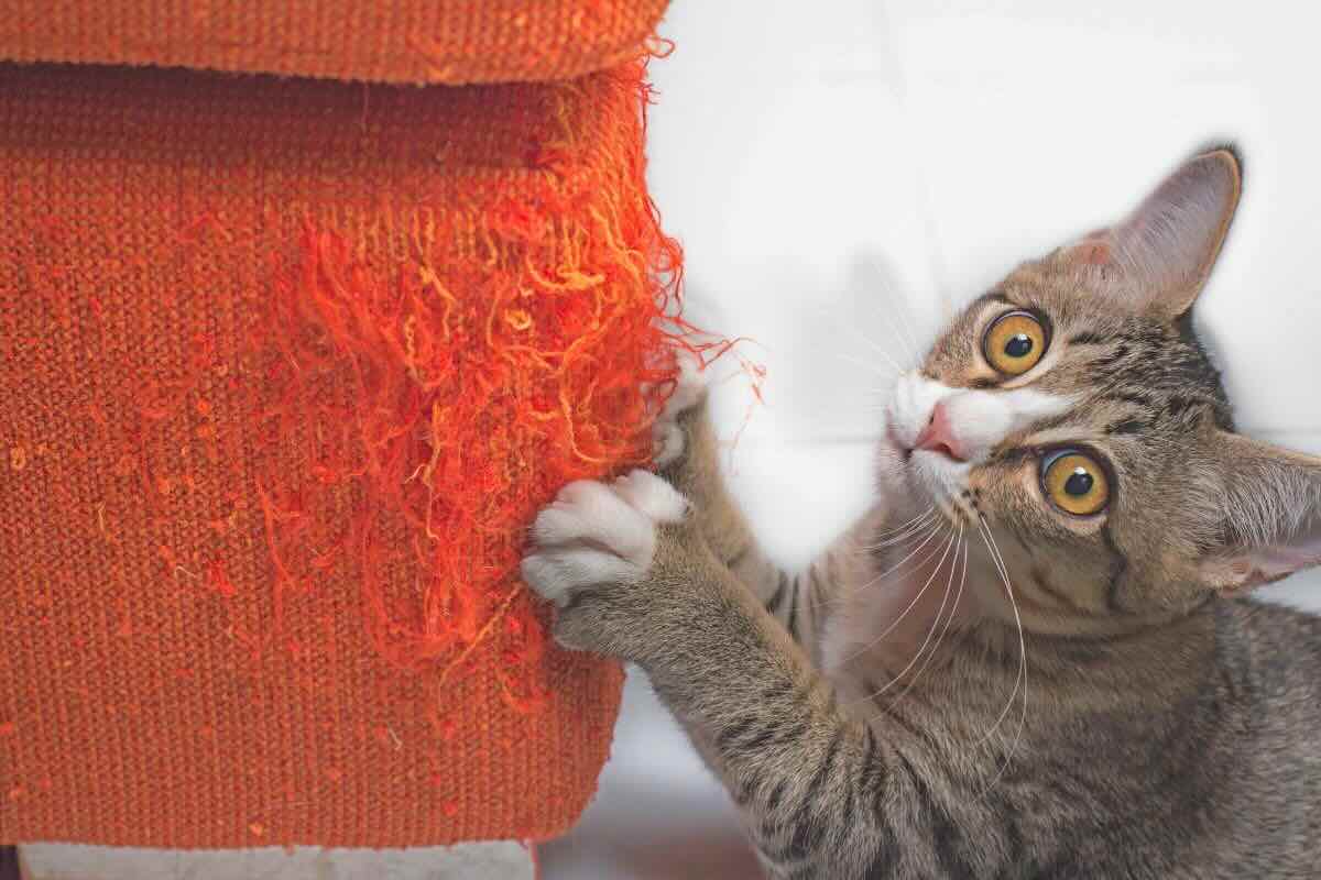 Gatto graffia divano arancione