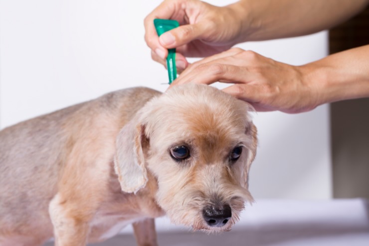 mano che mette pipetta su pelo del cane
