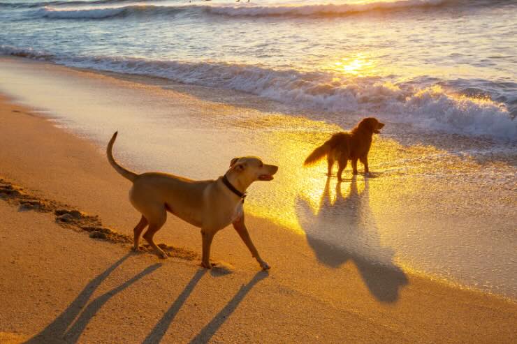cani sulla sabbia al mare