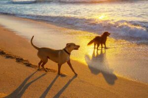 due cani sulla sabbia al tramonto