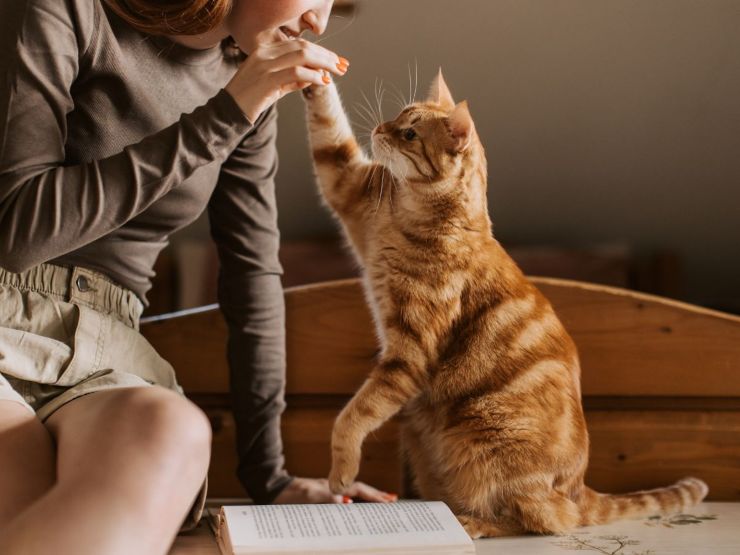 gatto che gioca con padrona