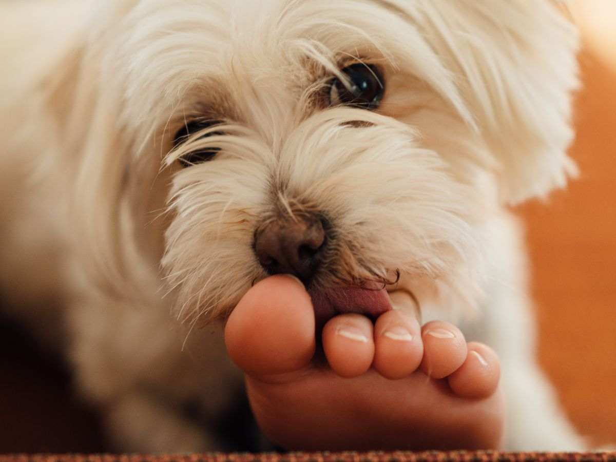 Cane che lecca i piedi