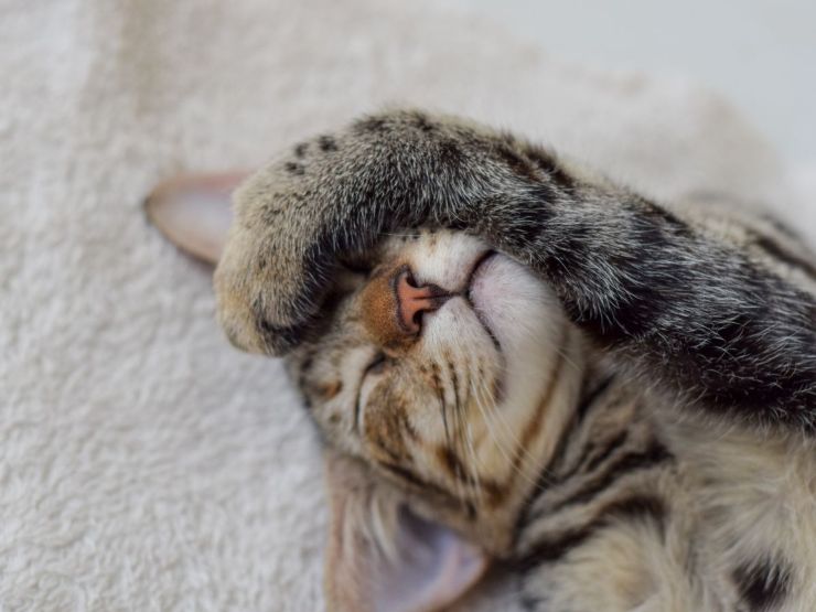 Gatto che si nasconde con una zampa