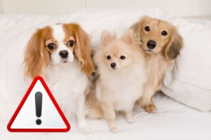cani e simbolo attenzione