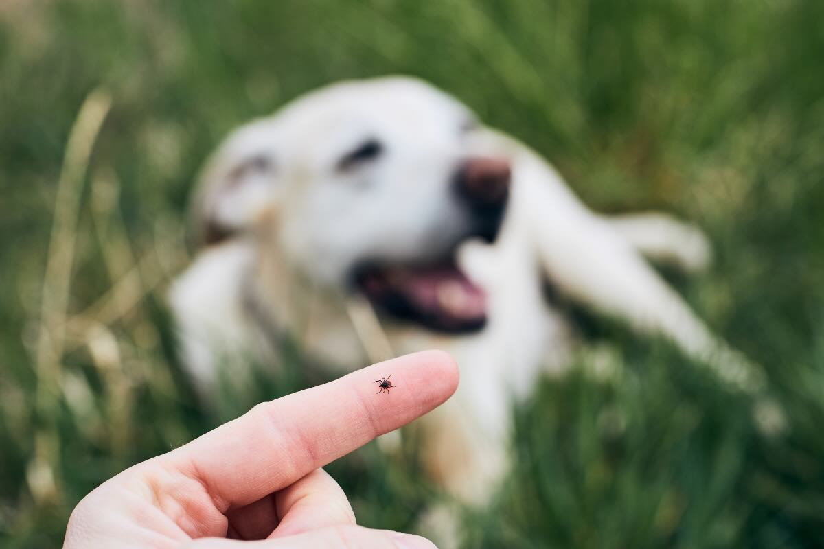 zecca e cane sullo sfondo