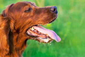 Cane con bocca aperta e lingua di fuori