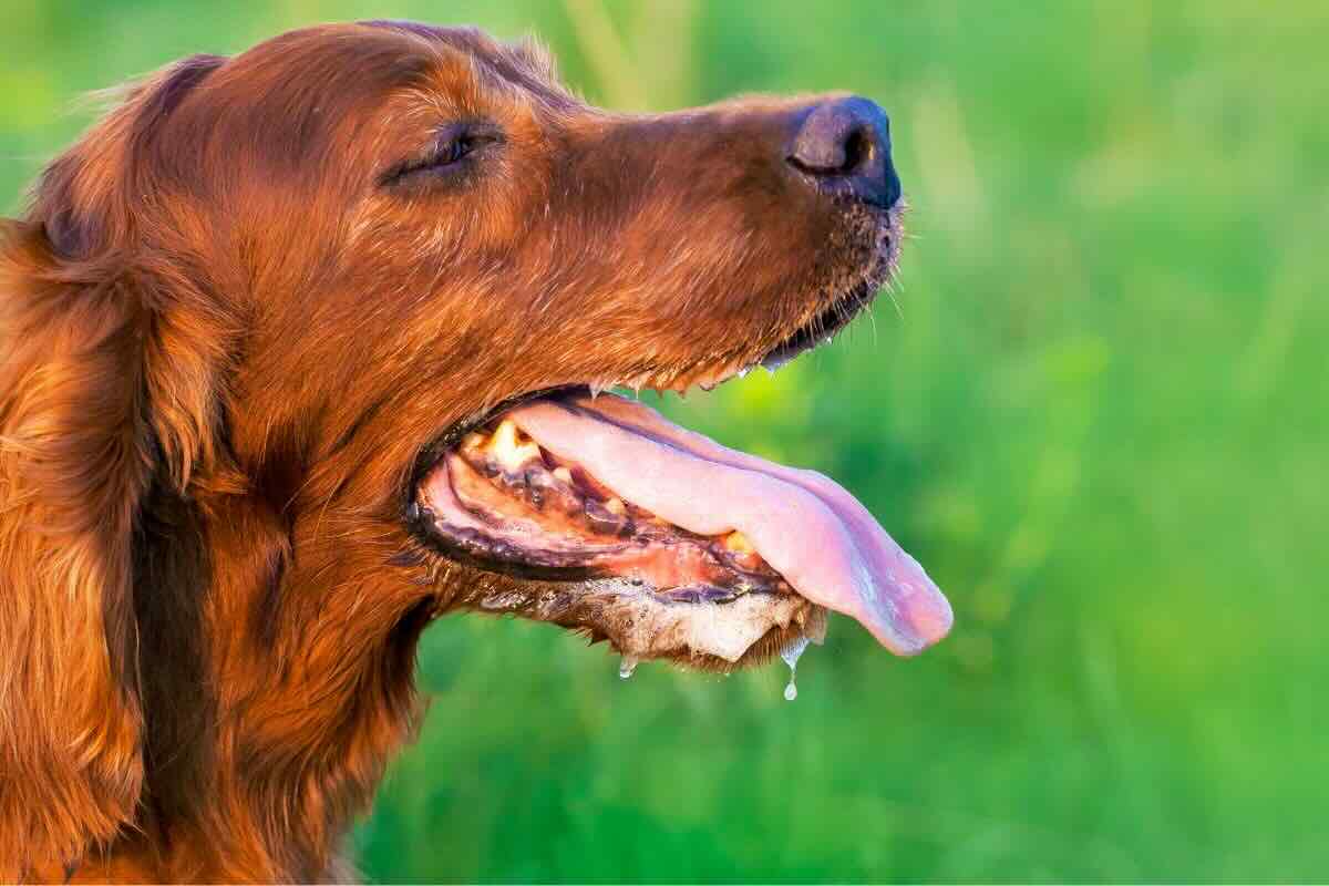 Cane con bocca aperta e lingua di fuori