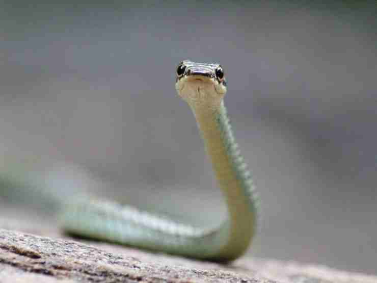 serpente