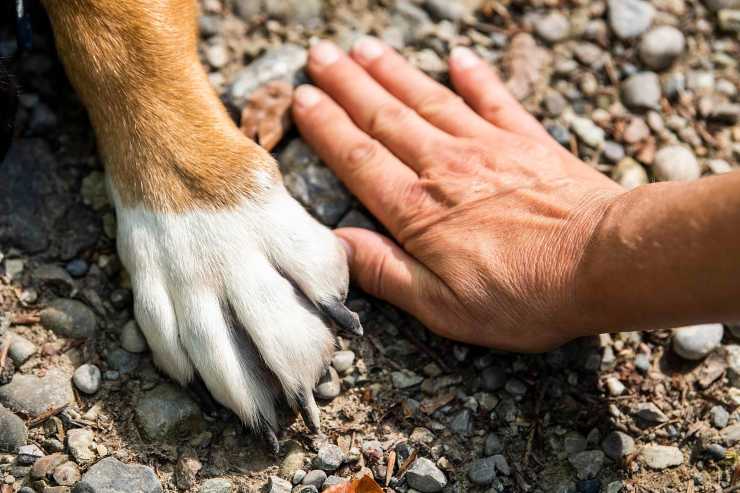 mano umana e zampa del cane 
